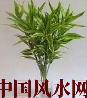 聊城十二生肖养什么植物最旺财运？你知道吗！