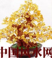 聊城买了招财植物却不能发财，是方位摆错了！